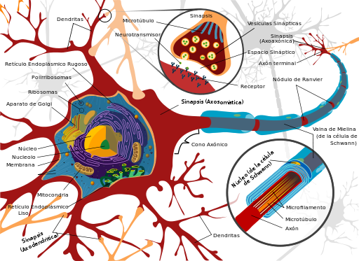 Neuroplasticidad: Aspectos Bioquímicos Y Neurofisiológicos ...