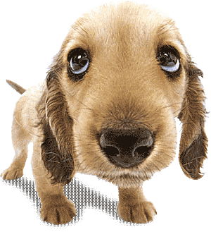 Wagging my tail for YOU!
