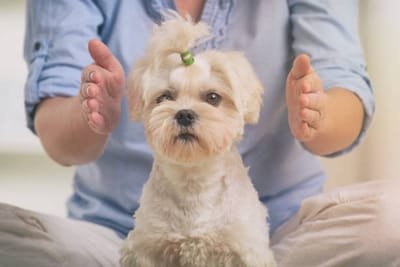 What Is Animal Reiki Therapy? image