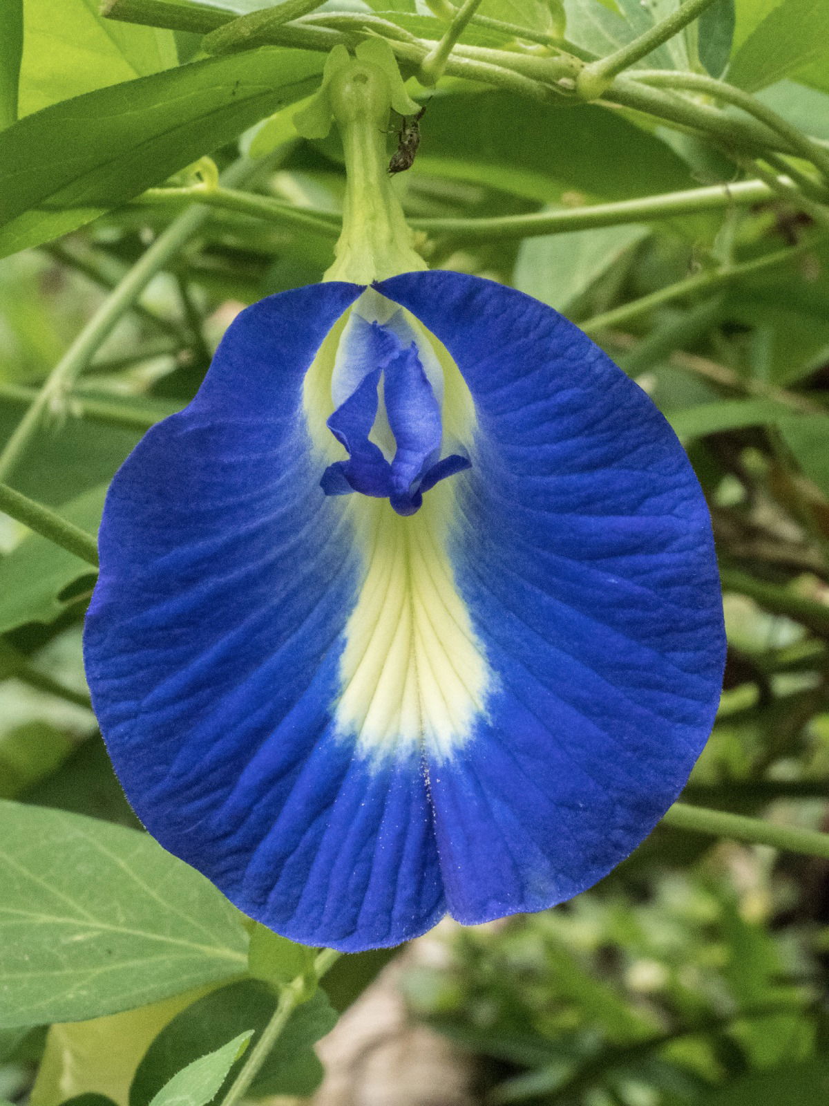 EDIBLE FLOWERS OF THE TROPICS