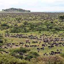 Wildebeest Migration Active Kenya Adventure Wildlife Safari .