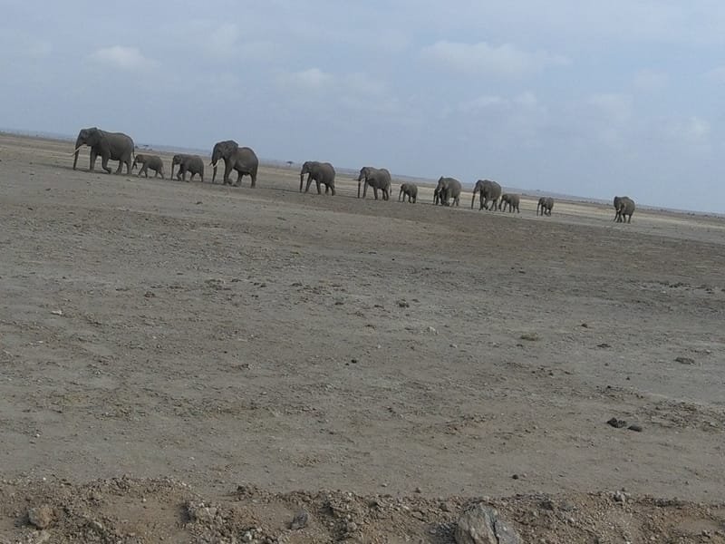 Epic 12 Days Lake Nakuru – Masai Mara – Serengeti – Ngorongoro Crater – Tarangire – Amboseli