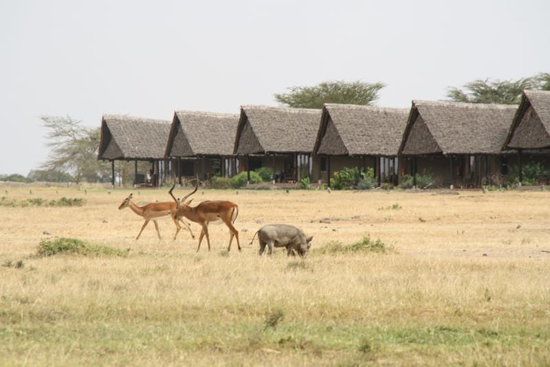5 Days 4 Nights Lake Manyara/ Ngorongoro & Serengeti Budget Camping Safari.