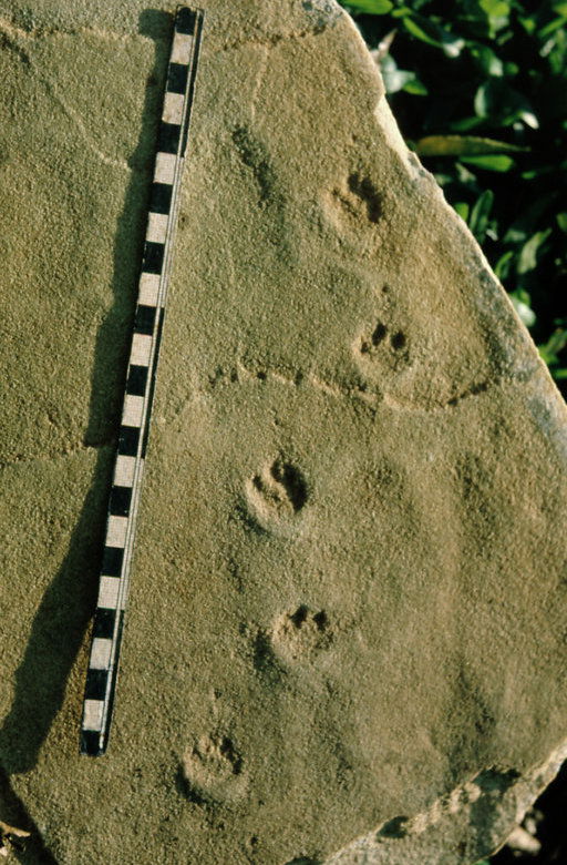 Continental Ichnology of the Botucatu Formation