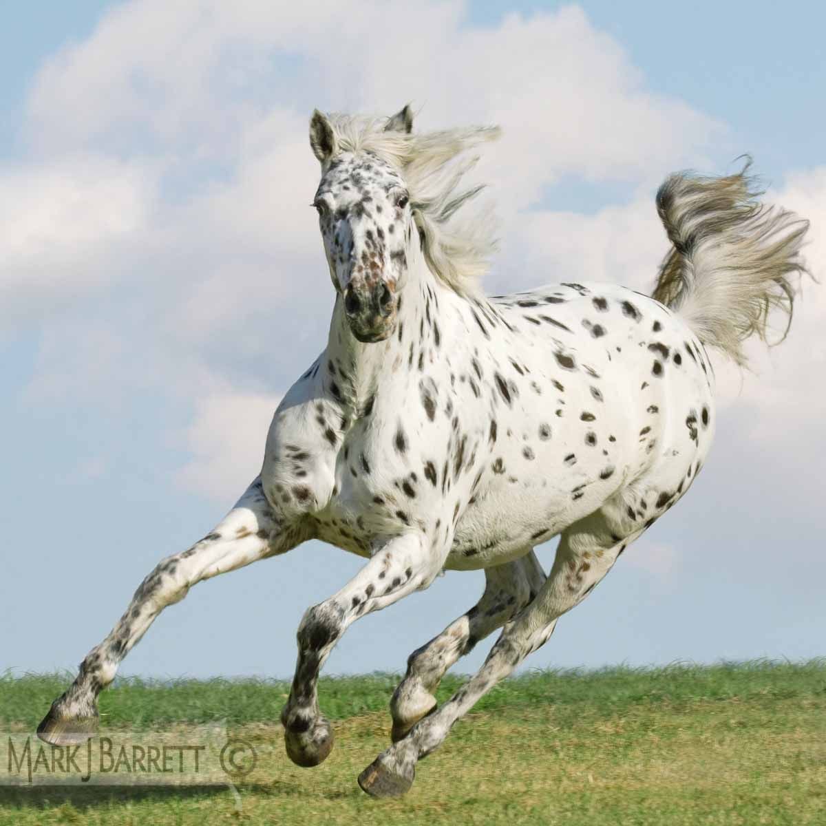 Top Ten Awesome Facts About Knabstrupper Horses