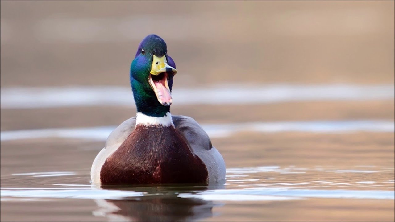 A ducks quack does echo!