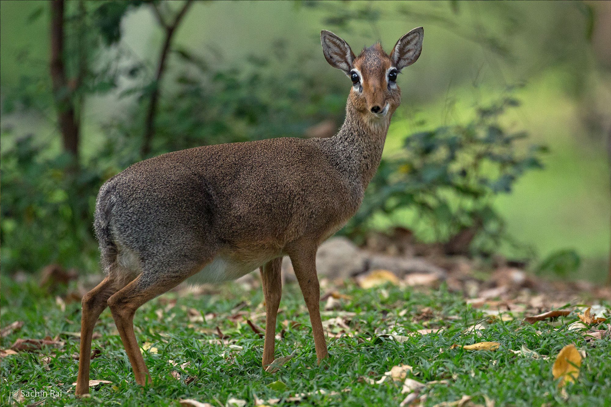 Some Cool Facts About the Dik-Dik