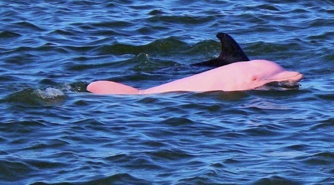 Surprise! Pink Bottlenose Dolphin