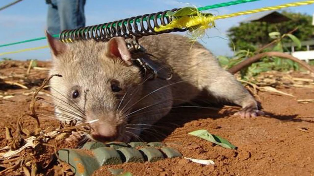 Great Facts About The Rats: Detect Landmines