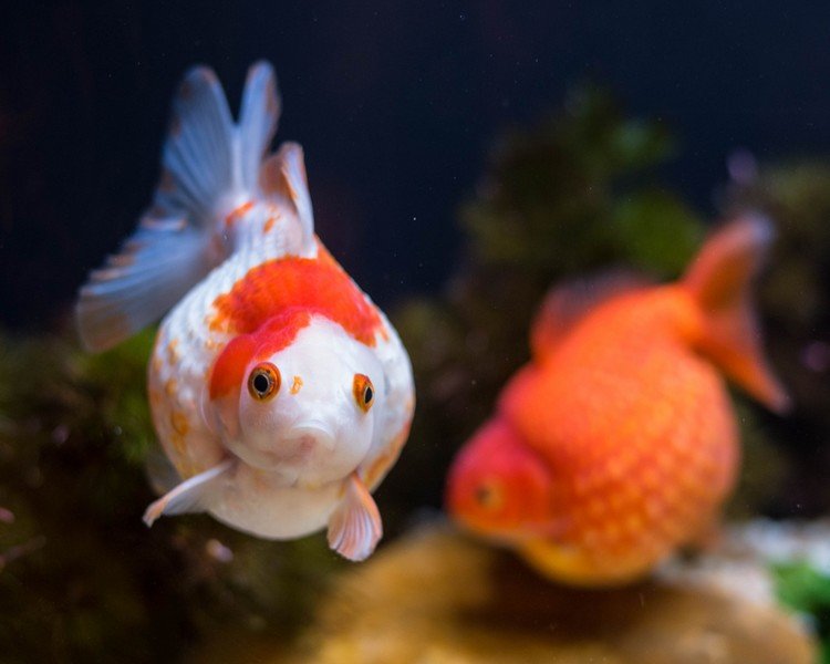 Amazing Facts About Goldfish! Three Second Memory is real?