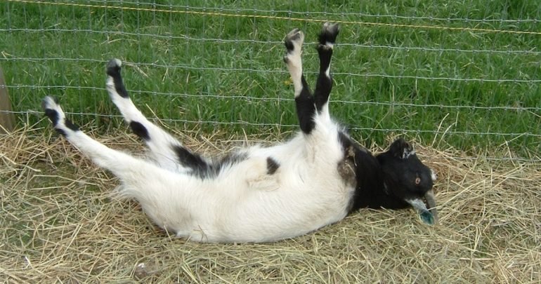 Funny Facts: Fainting At The Goats!