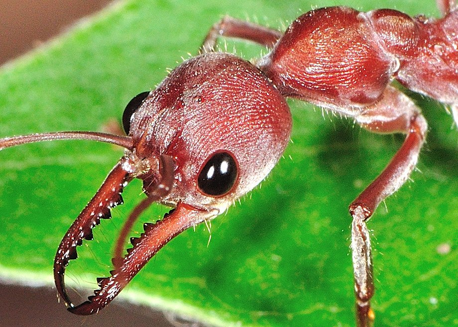 5 Most Incredible Facts About Bulldog Ants!