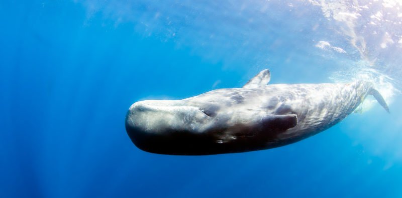 30 Funky Facts About Whales!