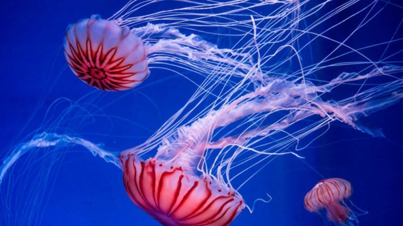 15 Interesting Jellyfish Facts!