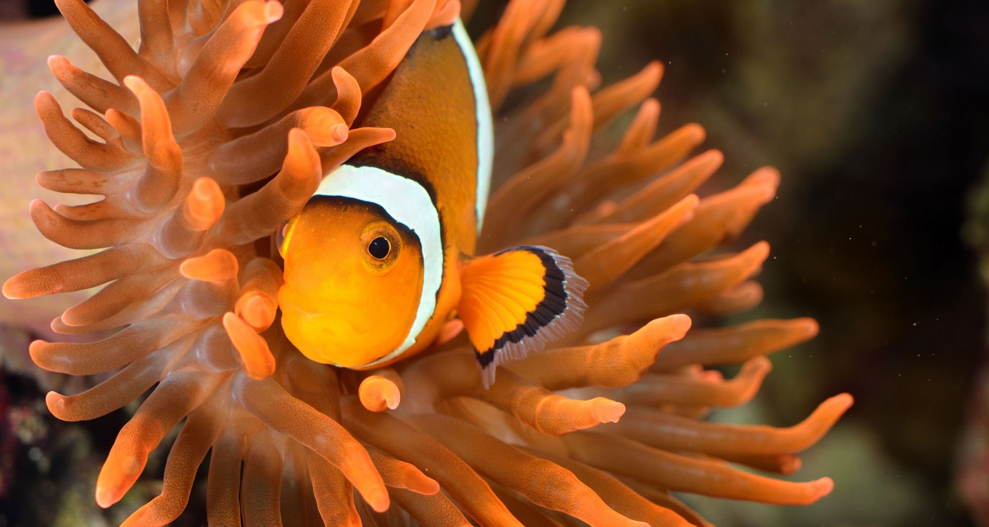 16 Funky Facts About Clownfish!