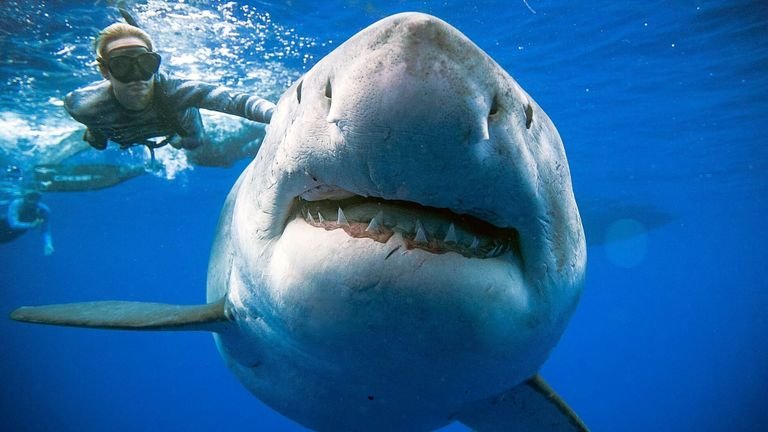 30 True facts about Sharks!