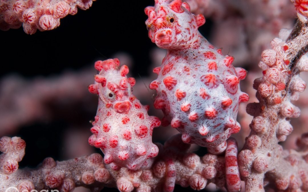 Amazing & Unusual facts about Pygmy Seahorses!