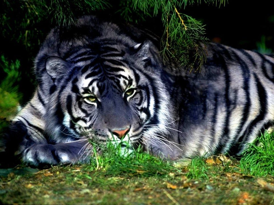 30 Most random facts about Tigers!