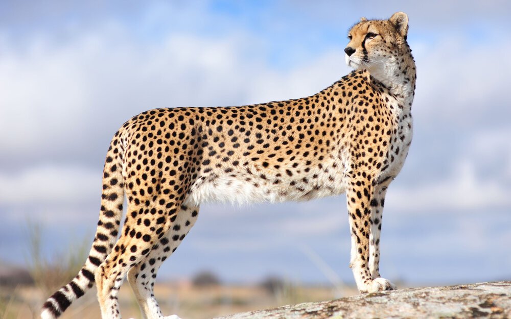 30 Most Incredible facts about Cheetahs!