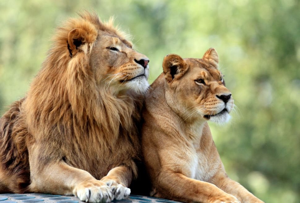 30 Cool facts about Lions!