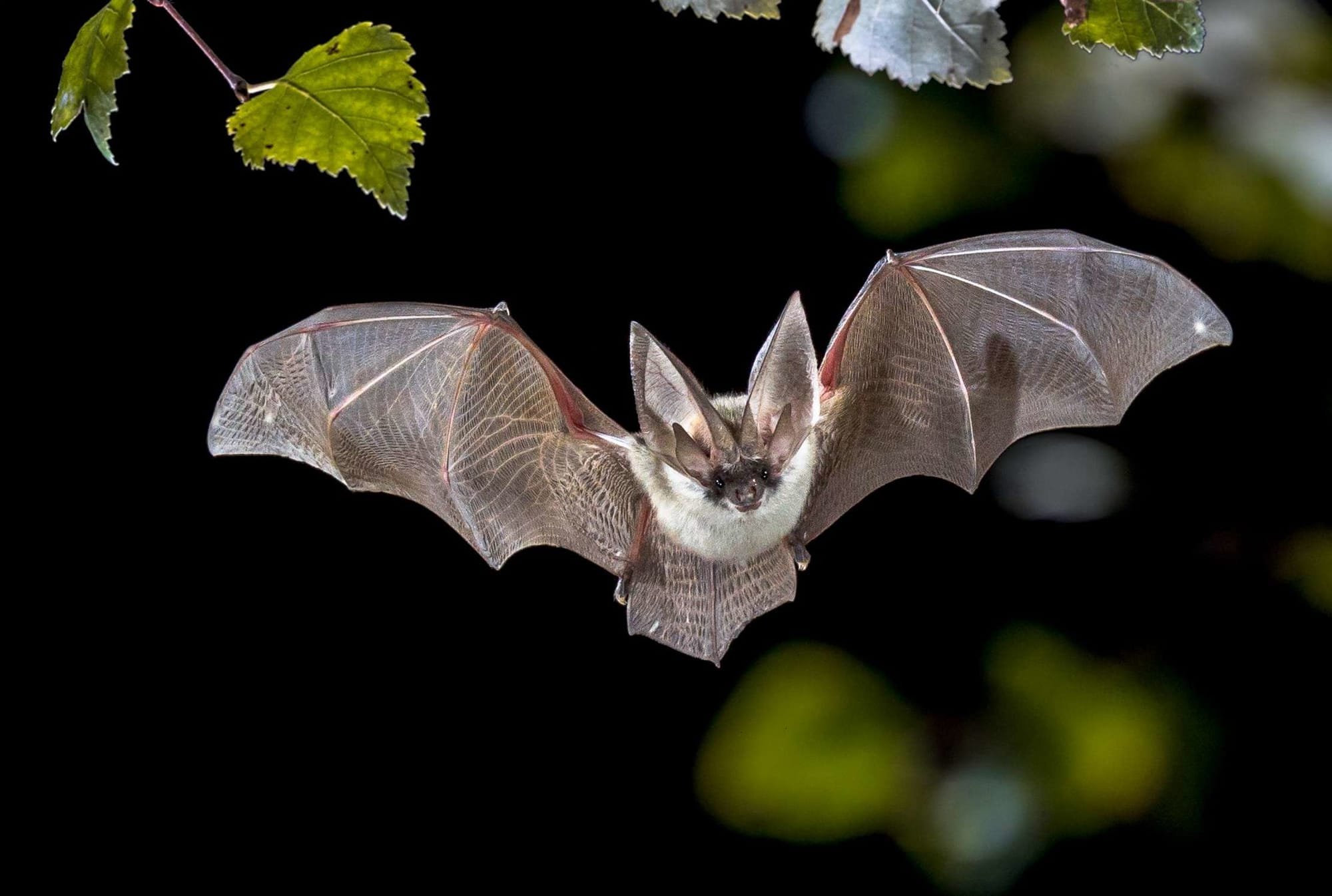 10 Cool Facts about Bumblebee Bat — The World’s Smallest Bat