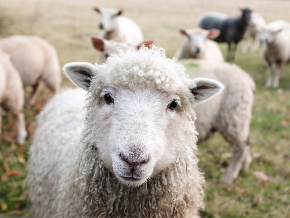 20 Super Cool Facts about Sheep You Wouldn’t Bee-lieve!