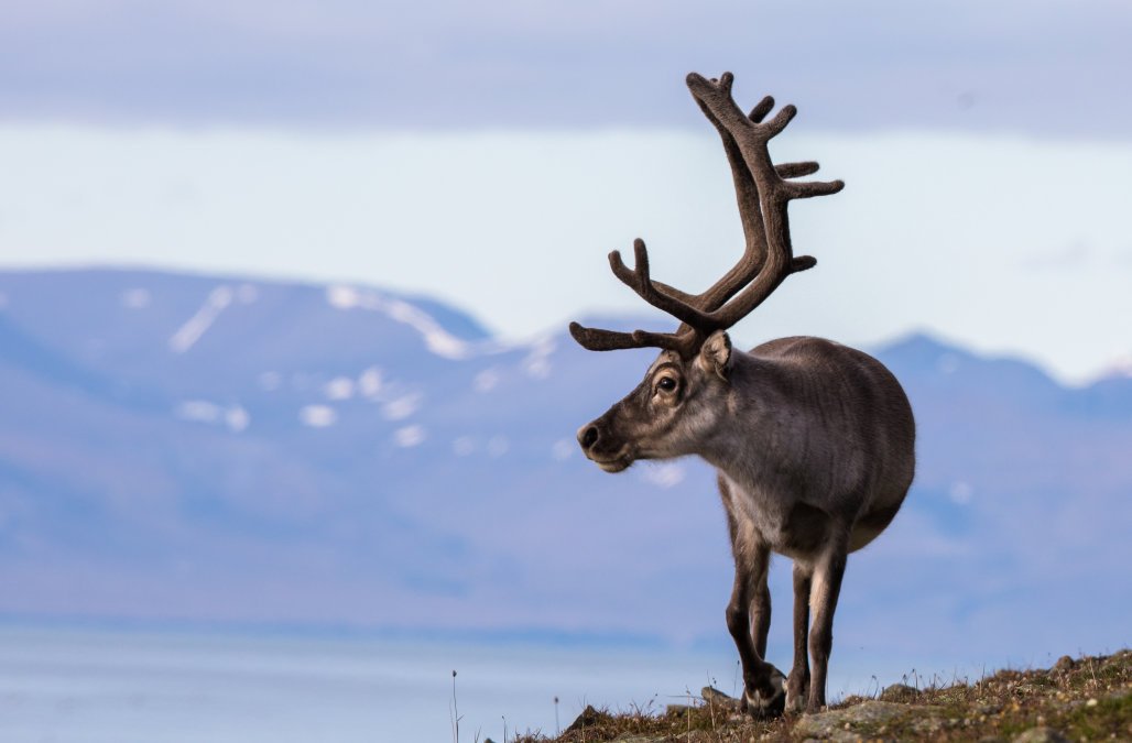 20 Amazing Facts About Reindeer