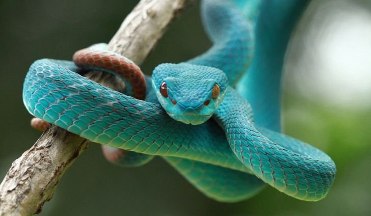 30 Crazy facts about Snakes!