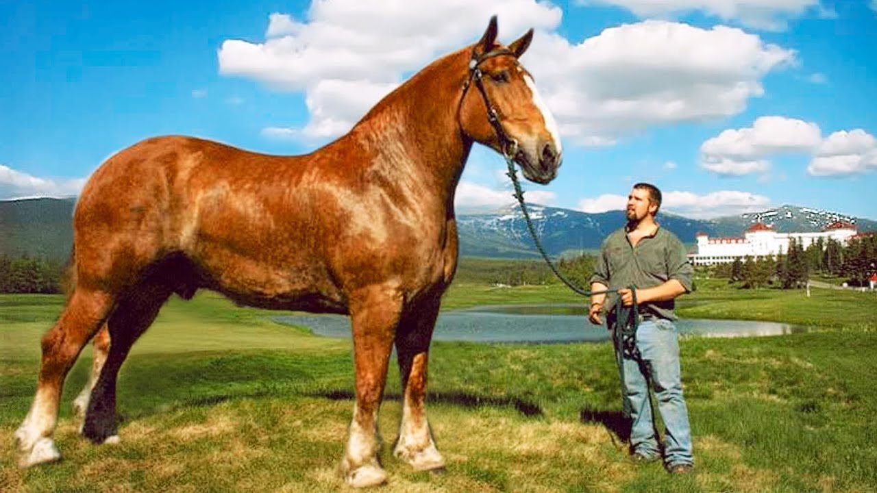 30 Fascinating Facts About Horses!