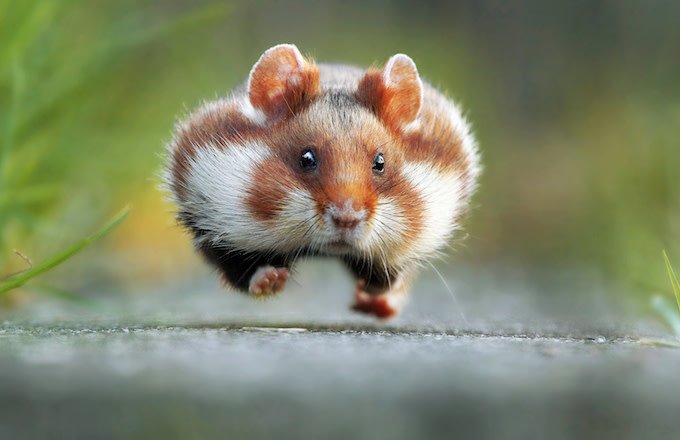 19 So cute Facts about Hamster!