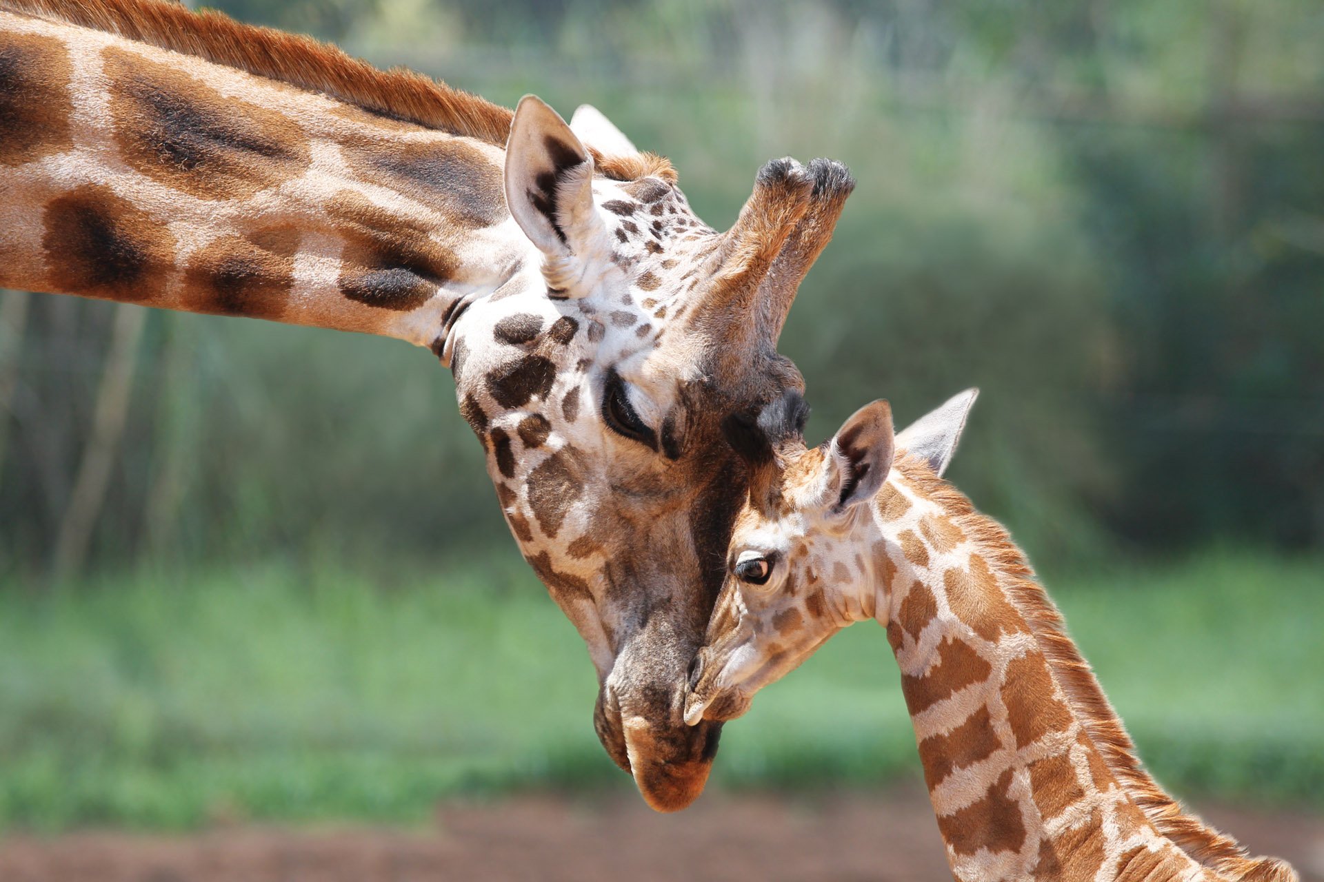 30 Most interesting facts about Giraffes!