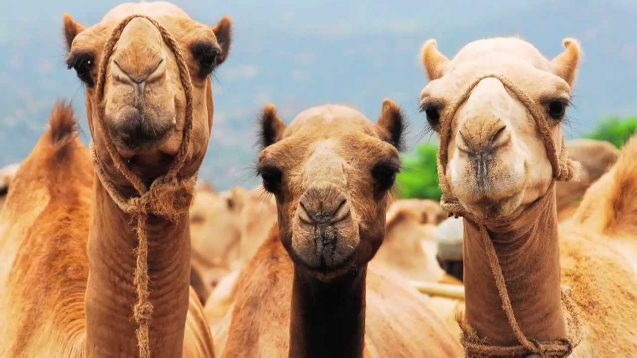 30 Most random facts about Camels!
