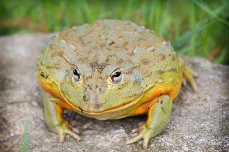 20 Crazy Facts About Goliath Frogs — The World’s Largest Frog