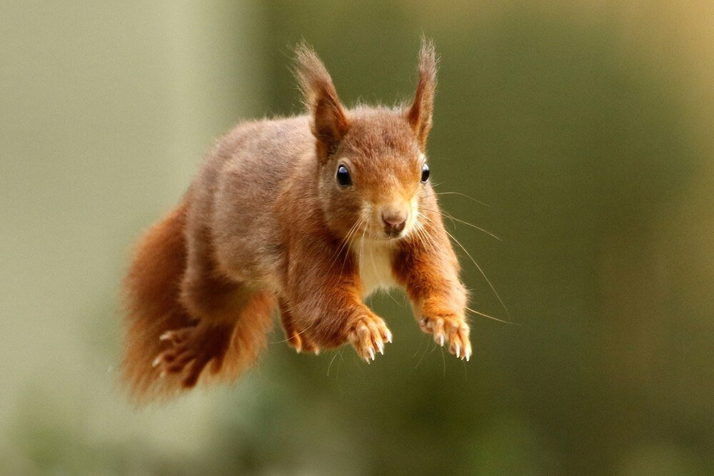20 Cute & Fun facts about Squirrels!