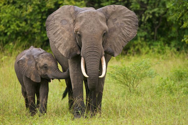 25 Interesting Elephants facts that you didn’t know!