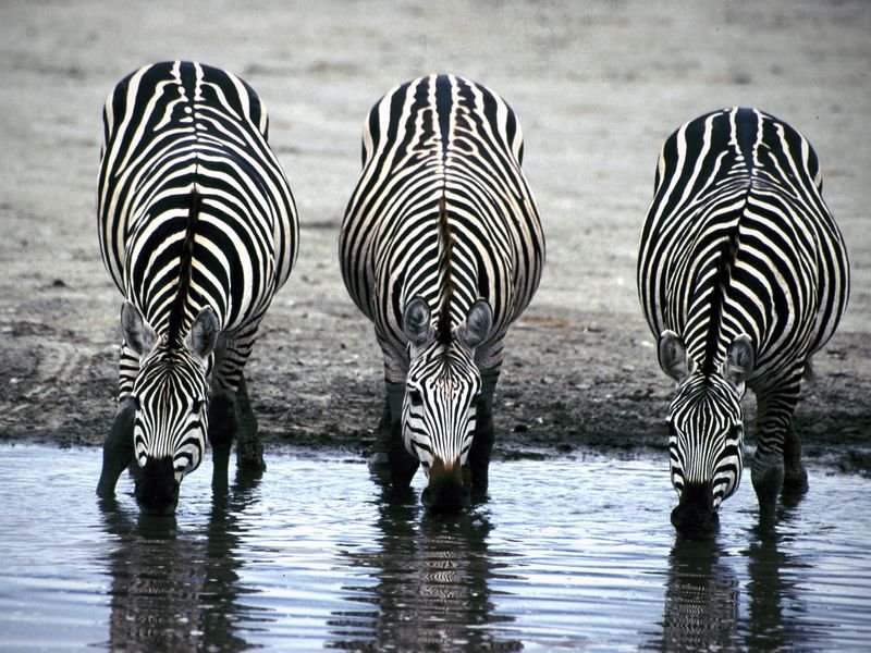 25 Most Incredible and Amazing Facts About Zebras