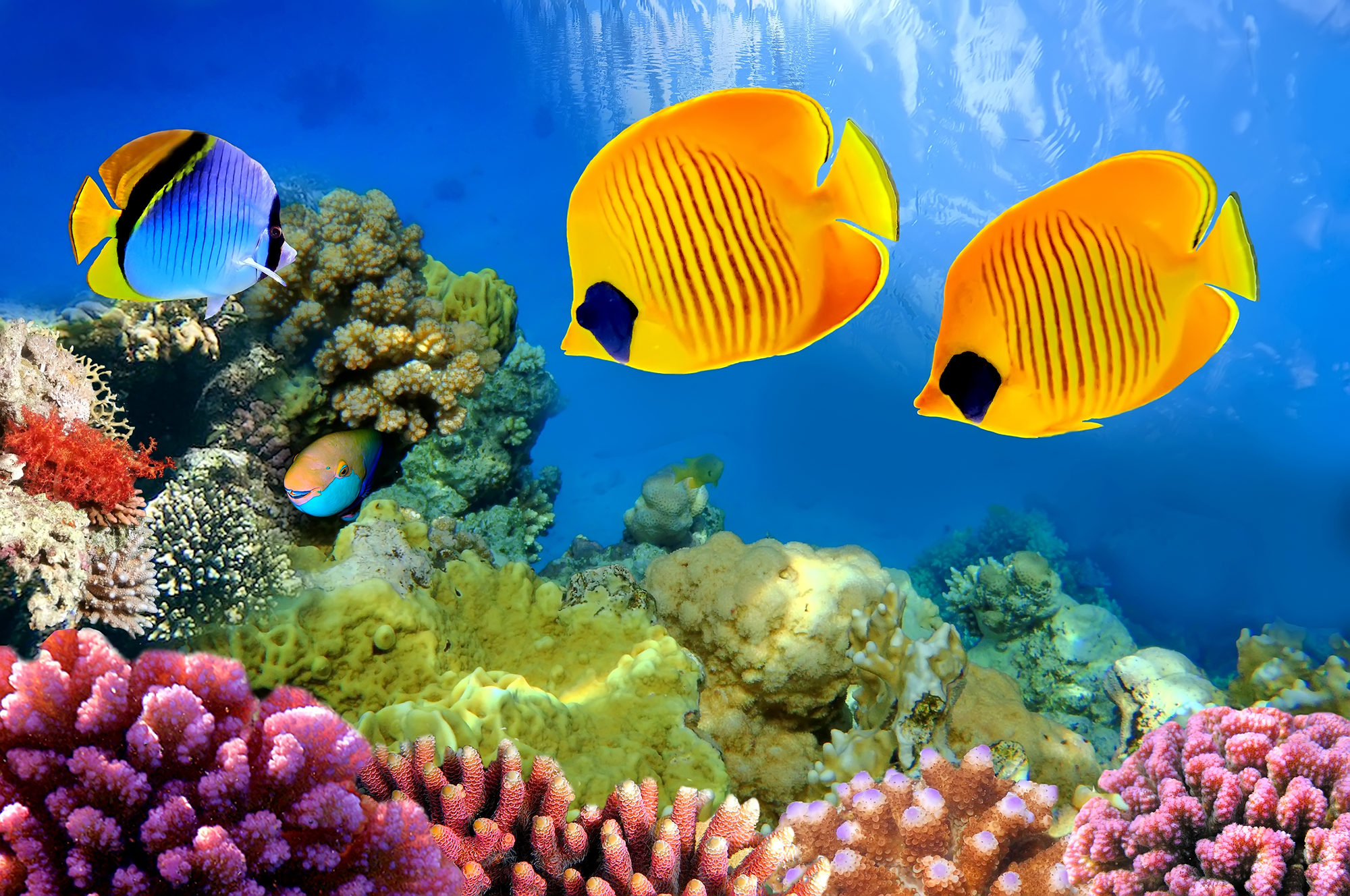 30 Fascinating facts about Tropical Fish