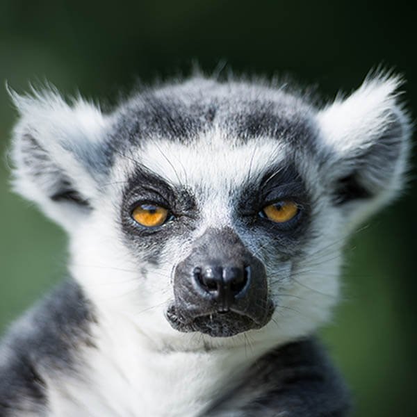 30 Most incredible facts about Lemurs!