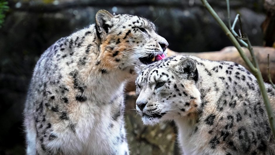 Amazing & cool facts about Snow Leopards!