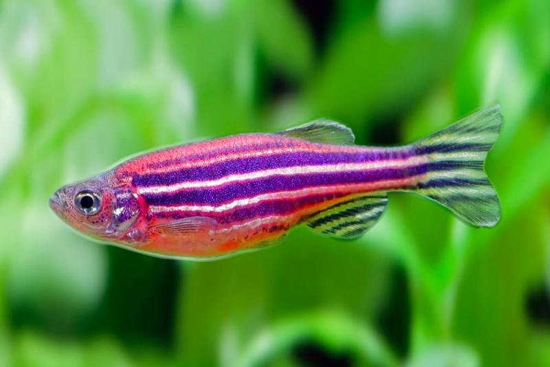 True facts about the Zebrafish