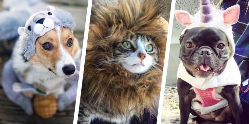Every January 14th : Dress Up Your Pet Day