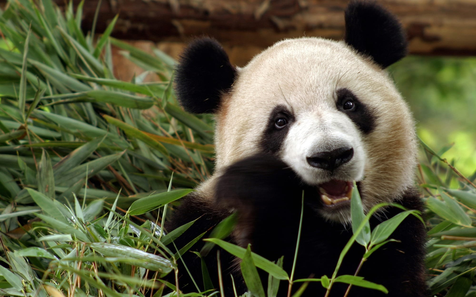 26 Cool facts about Giant Pandas