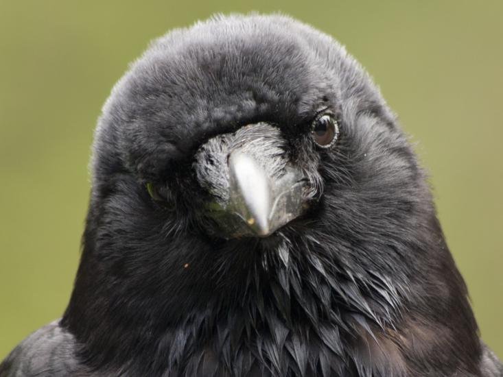 30 Fun facts about Crows that’ll have you cawing for more!