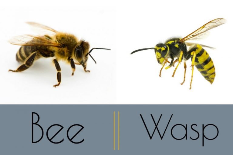 The 4 main differences between BEES and WASPS !!!
