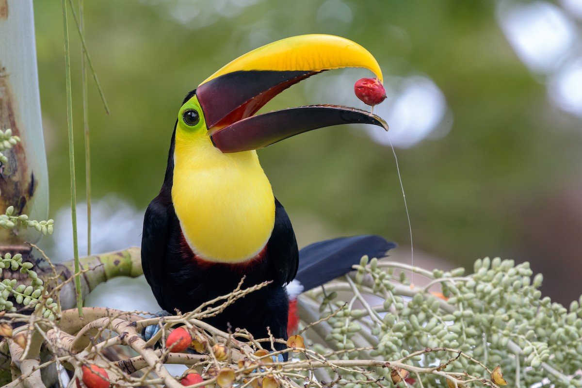 30 Little know & Interesting facts about Toucans bird!