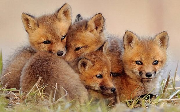 15 Useful and fascinating facts about Foxes