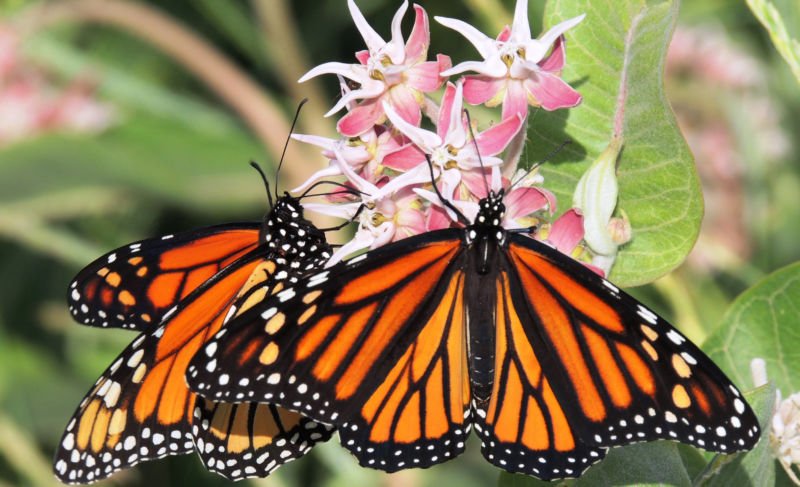 30 Fascinating and beautiful facts about Butterflies!
