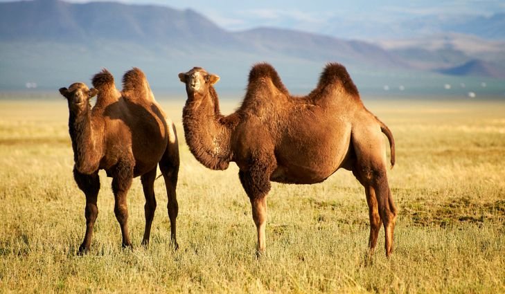 6 Interesting facts about Camels humps!
