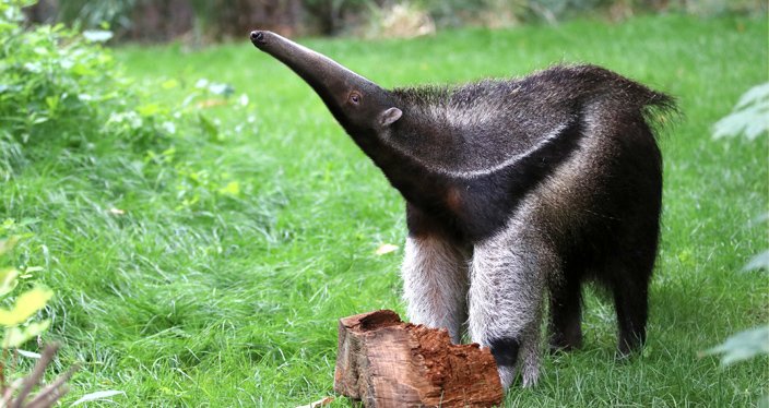 30 Fun facts about Giant Anteaters that you should know!