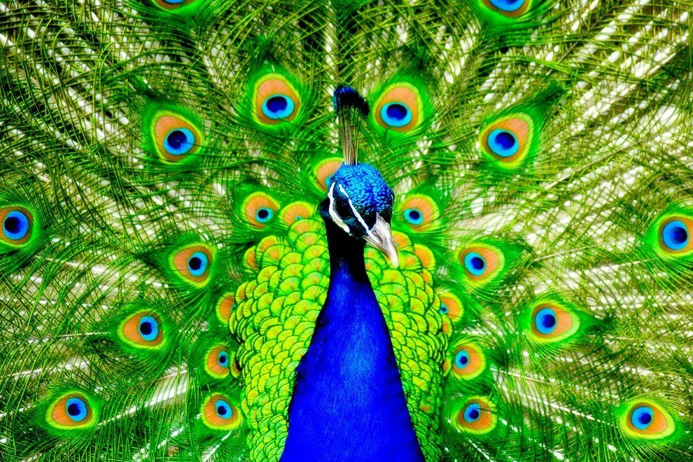 30 Feathery Facts About Peacocks that you didn’t Know